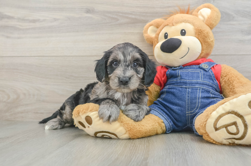 6 week old Mini Goldendoodle Puppy For Sale - Seaside Pups