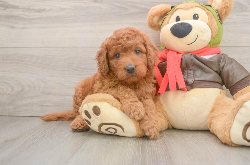 6 week old Mini Goldendoodle Puppy For Sale - Seaside Pups
