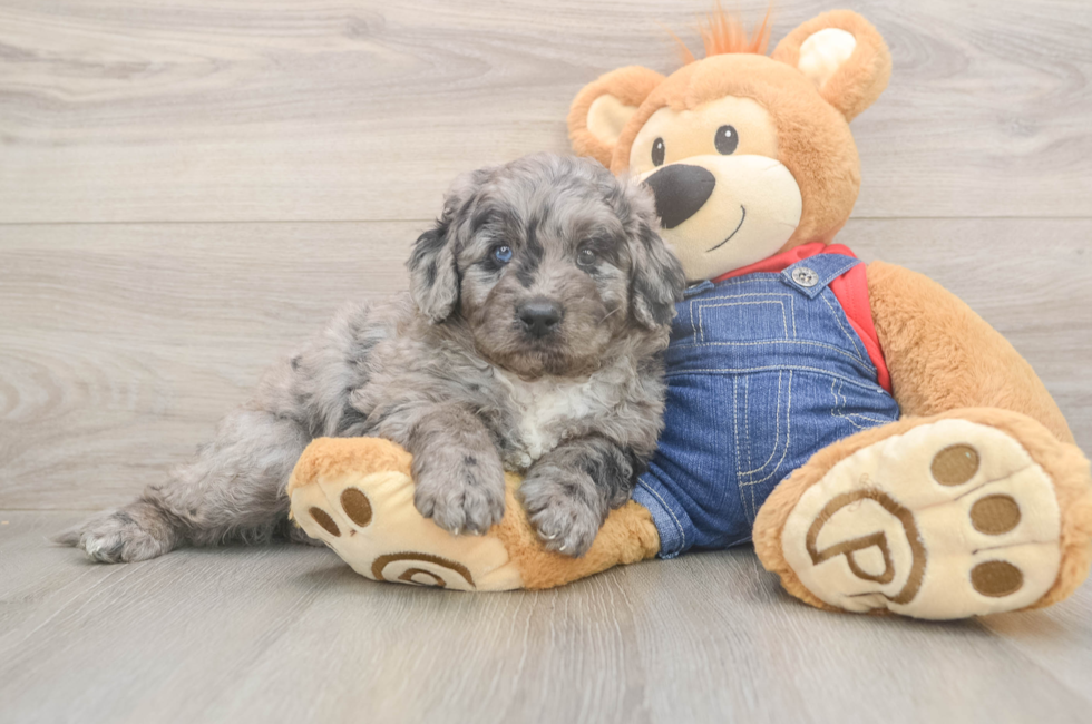 5 week old Mini Goldendoodle Puppy For Sale - Seaside Pups