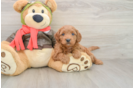 Mini Goldendoodle Puppy for Adoption