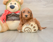 7 week old Mini Goldendoodle Puppy For Sale - Seaside Pups