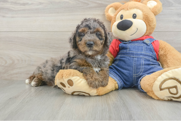Best Mini Goldendoodle Baby