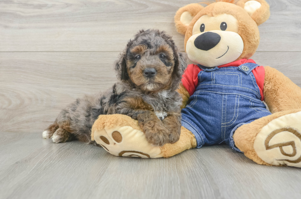 6 week old Mini Goldendoodle Puppy For Sale - Seaside Pups