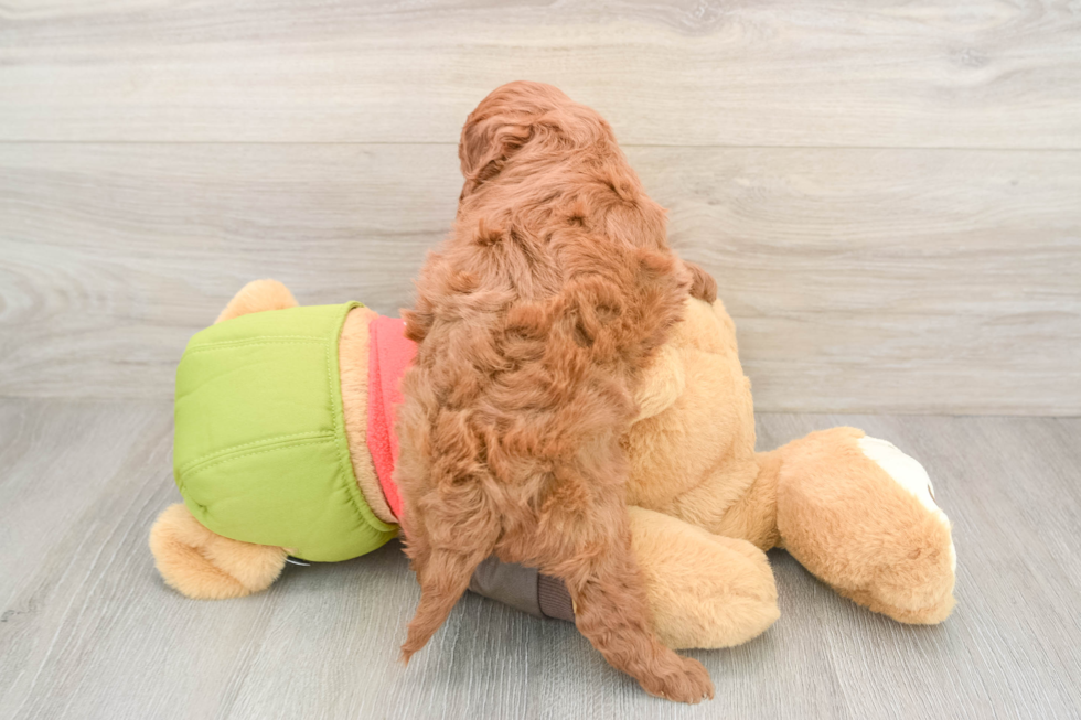 Best Mini Goldendoodle Baby