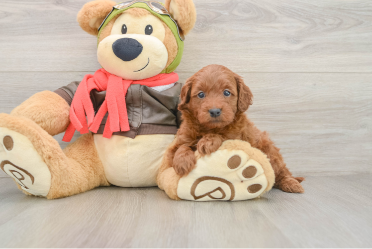 Smart Mini Goldendoodle Poodle Mix Pup