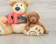 7 week old Mini Goldendoodle Puppy For Sale - Seaside Pups