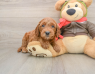 7 week old Mini Goldendoodle Puppy For Sale - Seaside Pups
