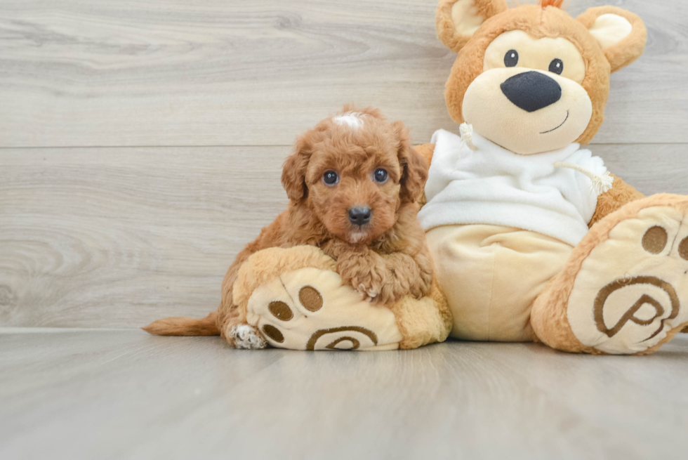 Sweet Mini Goldendoodle Baby