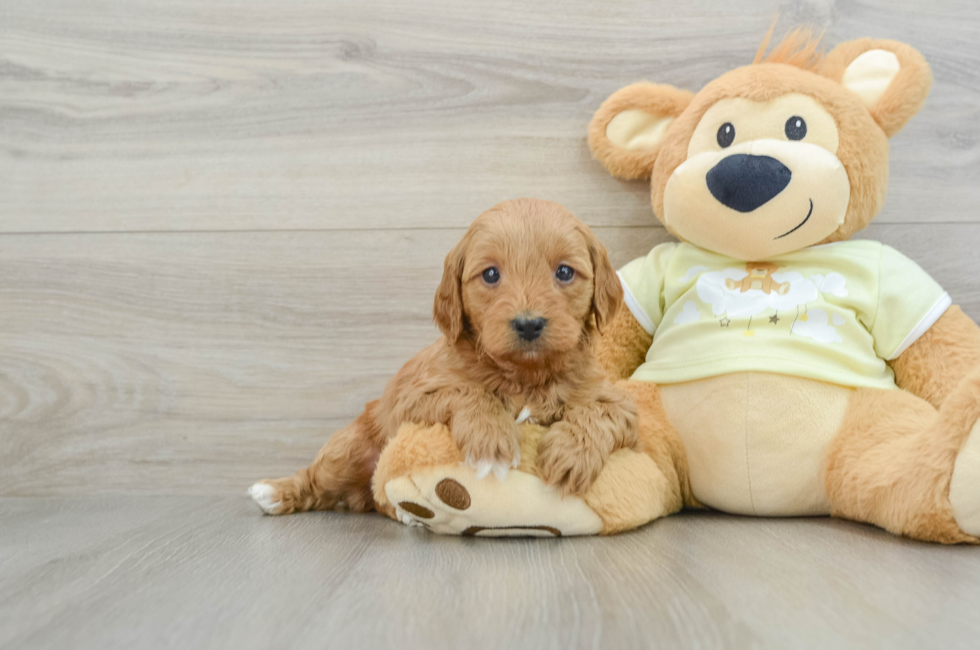 6 week old Mini Goldendoodle Puppy For Sale - Seaside Pups