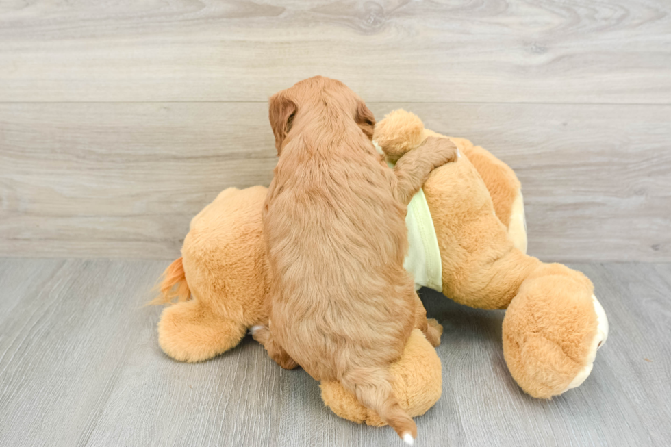 Small Mini Goldendoodle Baby