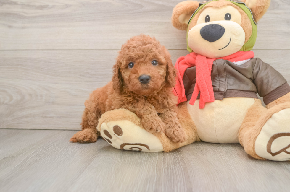 6 week old Mini Goldendoodle Puppy For Sale - Seaside Pups