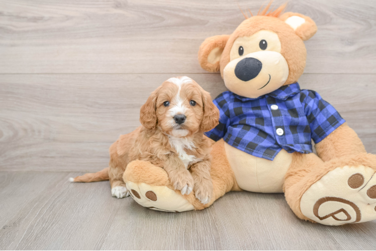 Best Mini Goldendoodle Baby