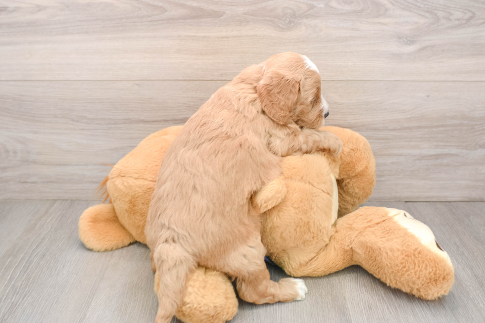 Playful Mini Groodle Poodle Mix Puppy