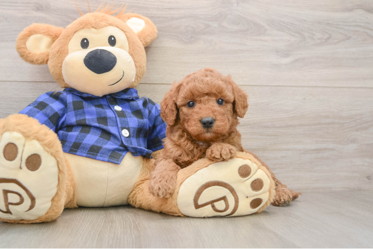 Best Mini Goldendoodle Baby