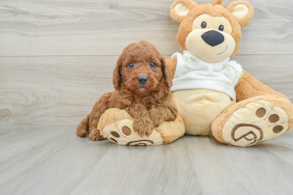 Adorable Golden Retriever Poodle Mix Poodle Mix Puppy