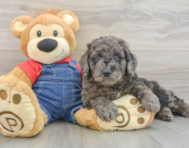9 week old Mini Goldendoodle Puppy For Sale - Seaside Pups