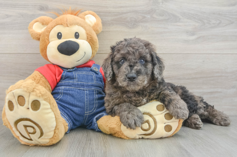 6 week old Mini Goldendoodle Puppy For Sale - Seaside Pups
