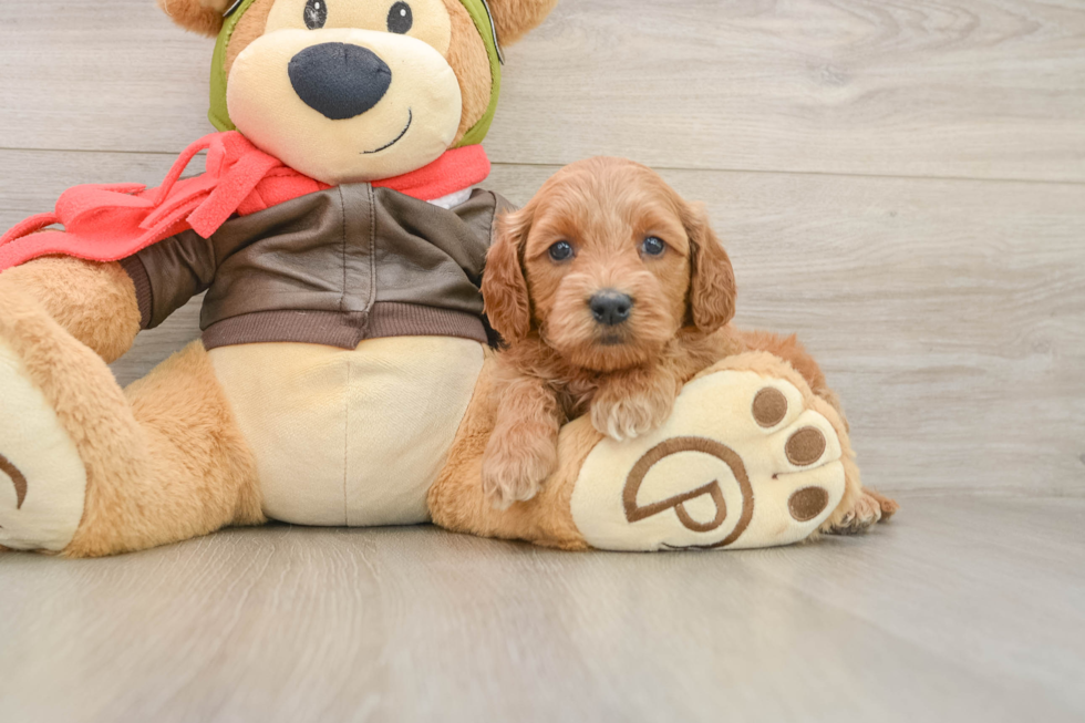 Best Mini Goldendoodle Baby