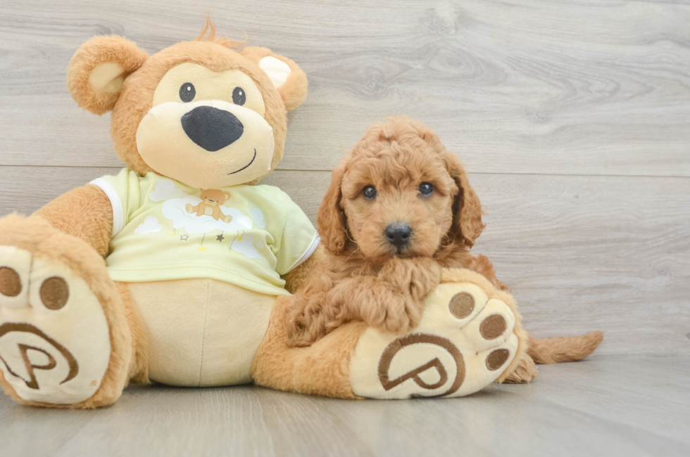 6 week old Mini Goldendoodle Puppy For Sale - Seaside Pups
