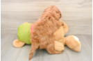 Friendly Mini Goldendoodle Baby