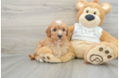 Popular Mini Goldendoodle Poodle Mix Pup