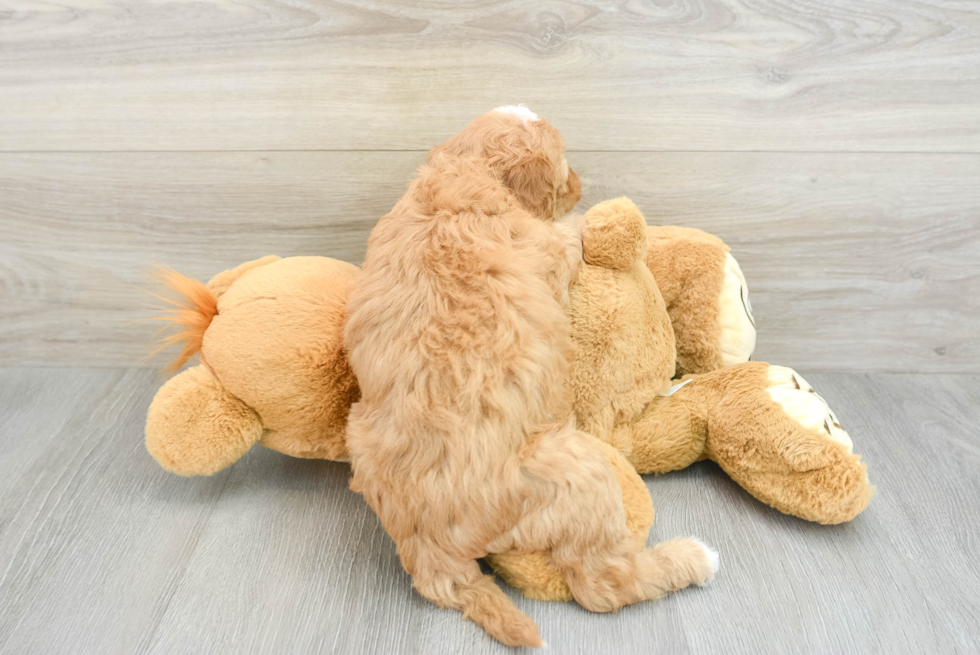 Mini Goldendoodle Pup Being Cute