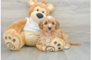 Mini Goldendoodle Puppy for Adoption