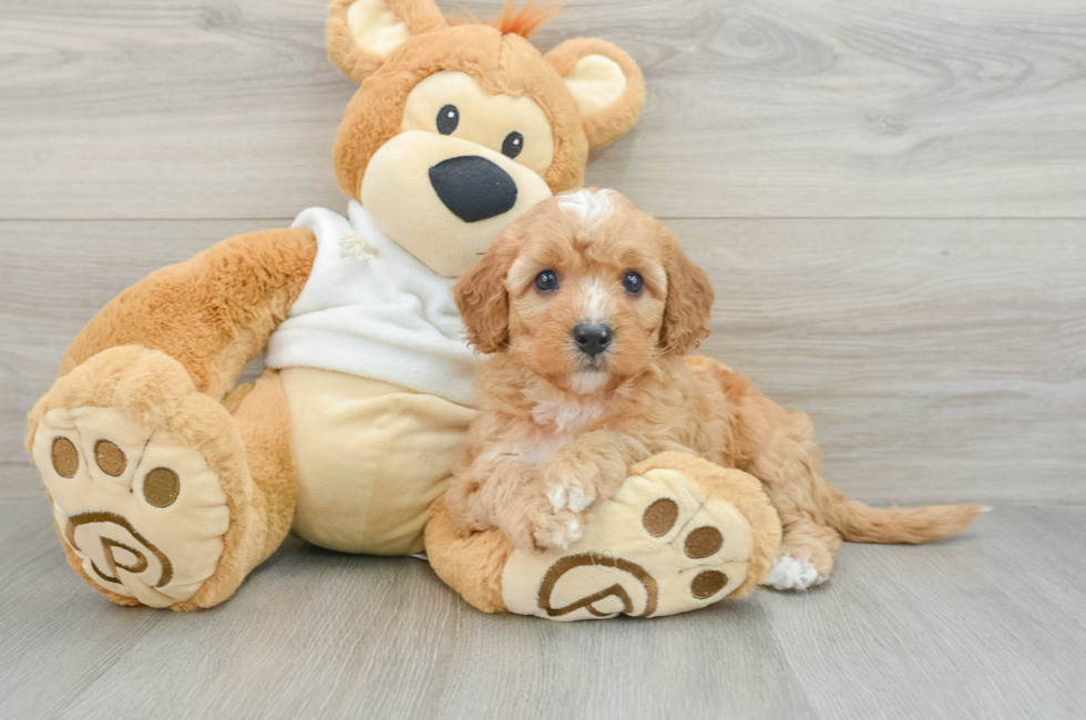 7 week old Mini Goldendoodle Puppy For Sale - Seaside Pups