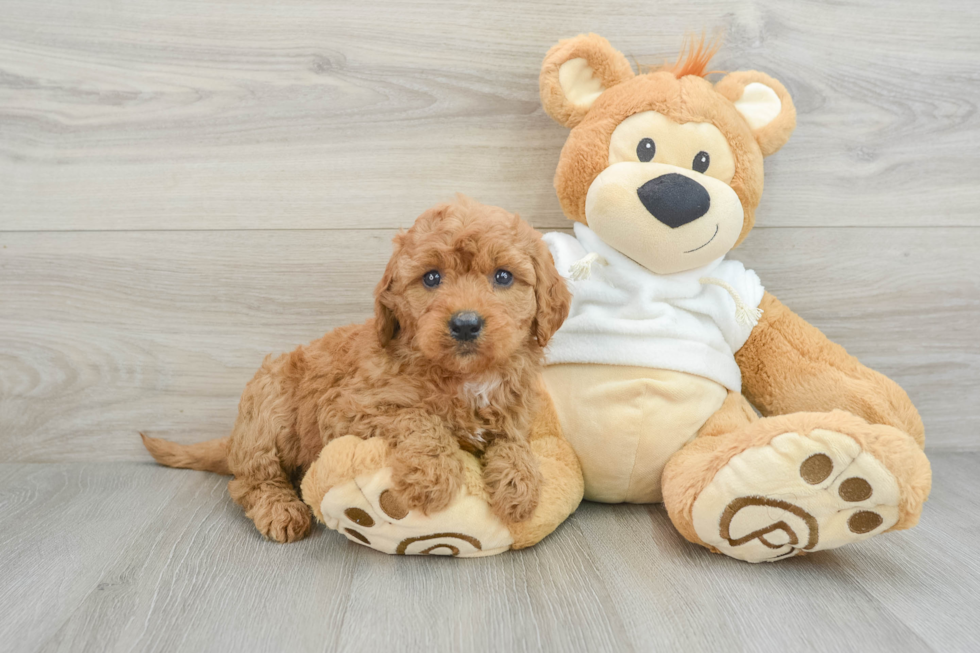 Friendly Mini Goldendoodle Baby