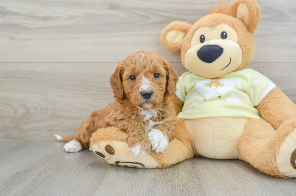 6 week old Mini Goldendoodle Puppy For Sale - Seaside Pups