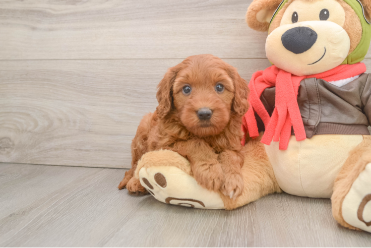 Mini Goldendoodle Pup Being Cute