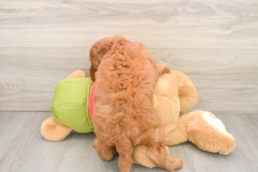 Mini Goldendoodle Puppy for Adoption