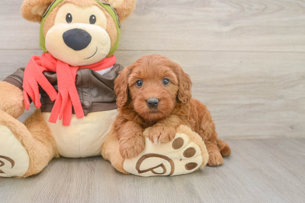 Popular Mini Goldendoodle Poodle Mix Pup
