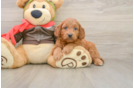 Small Mini Goldendoodle Baby