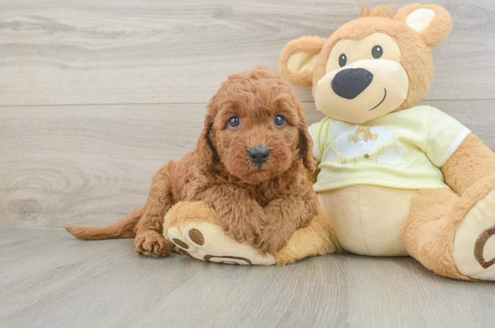 6 week old Mini Goldendoodle Puppy For Sale - Seaside Pups