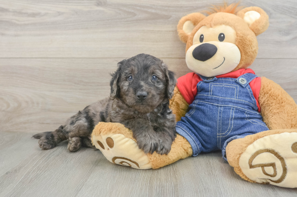 6 week old Mini Goldendoodle Puppy For Sale - Seaside Pups