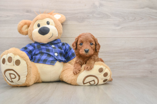 Petite Mini Goldendoodle Poodle Mix Pup