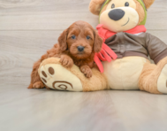 7 week old Mini Goldendoodle Puppy For Sale - Seaside Pups
