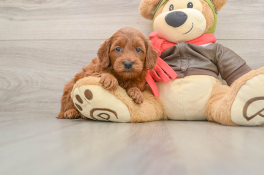 Hypoallergenic Mini Goldiepoo Poodle Mix Puppy