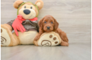 Mini Goldendoodle Puppy for Adoption