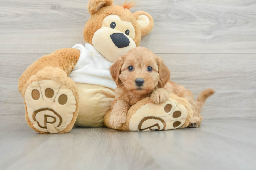 6 week old Mini Goldendoodle Puppy For Sale - Seaside Pups