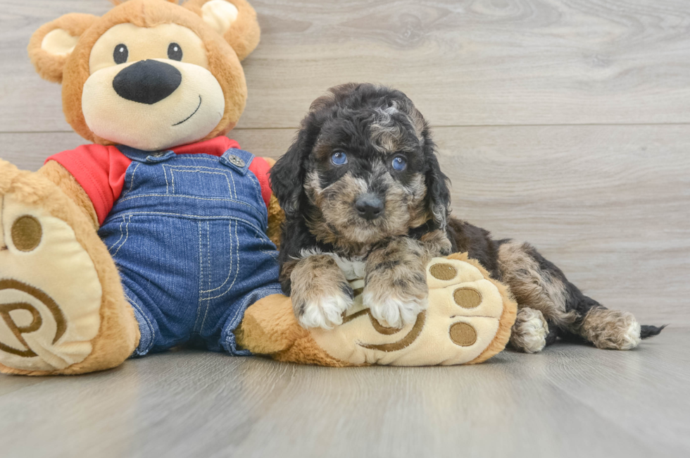 6 week old Mini Goldendoodle Puppy For Sale - Seaside Pups