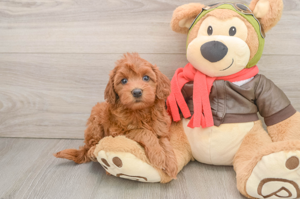 6 week old Mini Goldendoodle Puppy For Sale - Seaside Pups