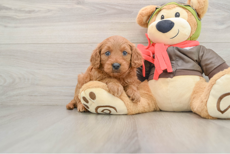 Mini Goldendoodle Pup Being Cute