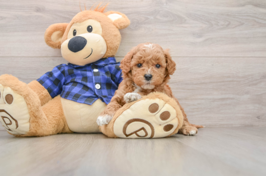 Mini Goldendoodle Puppy for Adoption