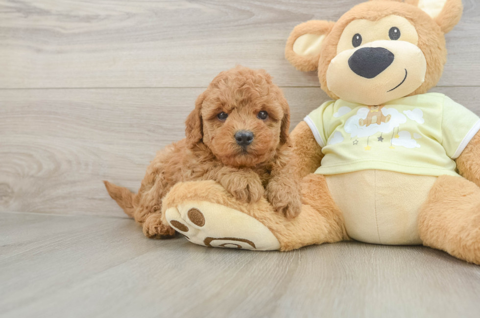 6 week old Mini Goldendoodle Puppy For Sale - Seaside Pups