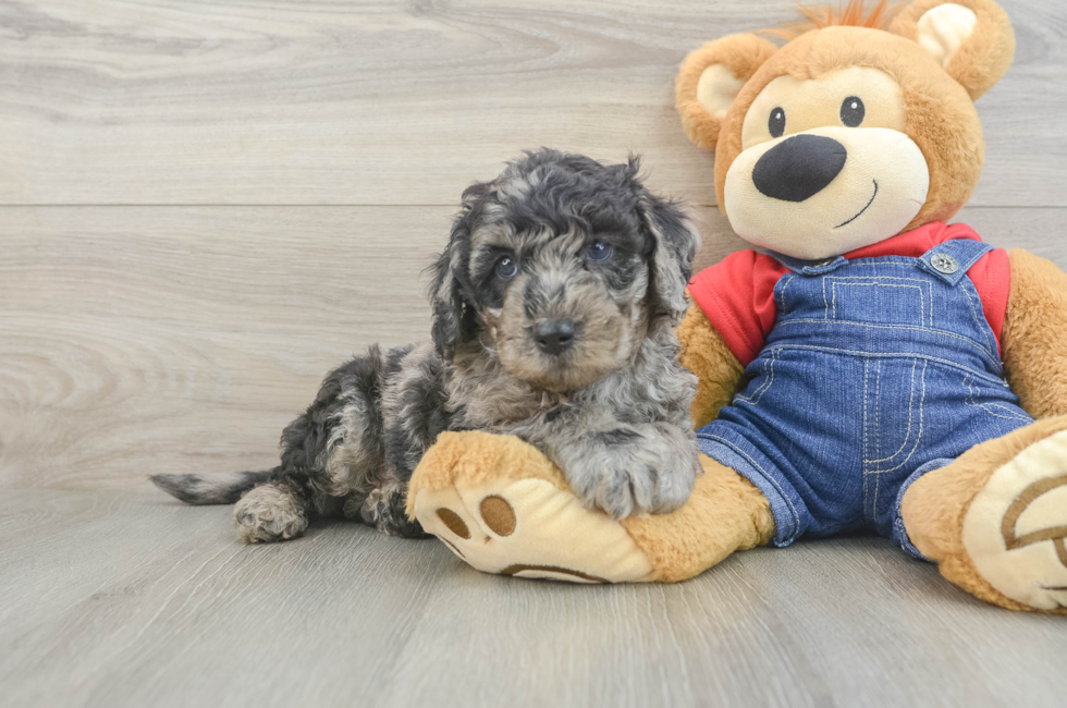 6 week old Mini Goldendoodle Puppy For Sale - Seaside Pups