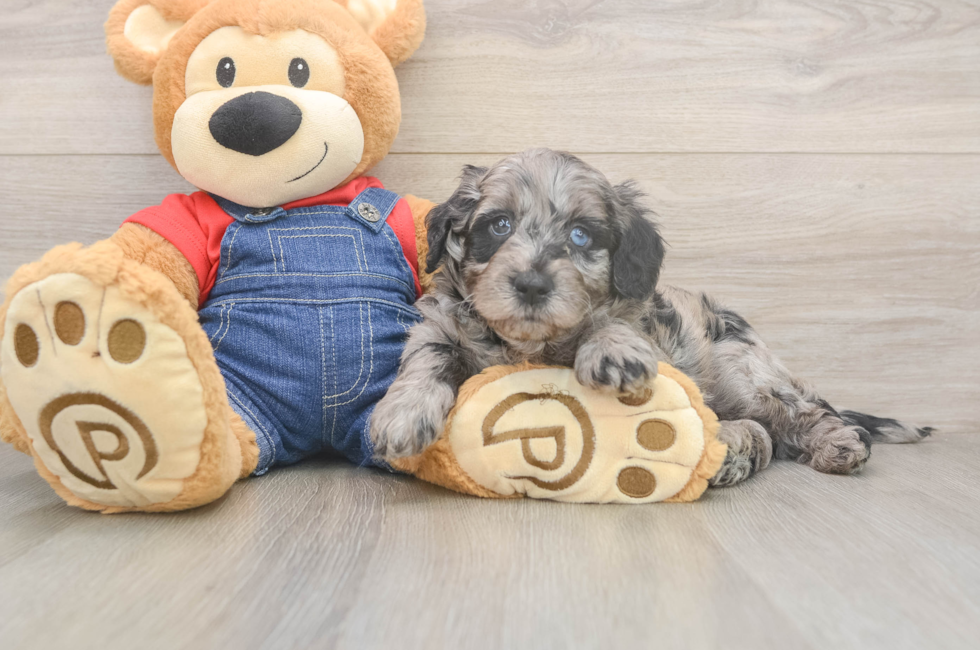 5 week old Mini Goldendoodle Puppy For Sale - Seaside Pups