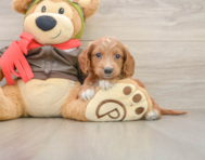 7 week old Mini Goldendoodle Puppy For Sale - Seaside Pups