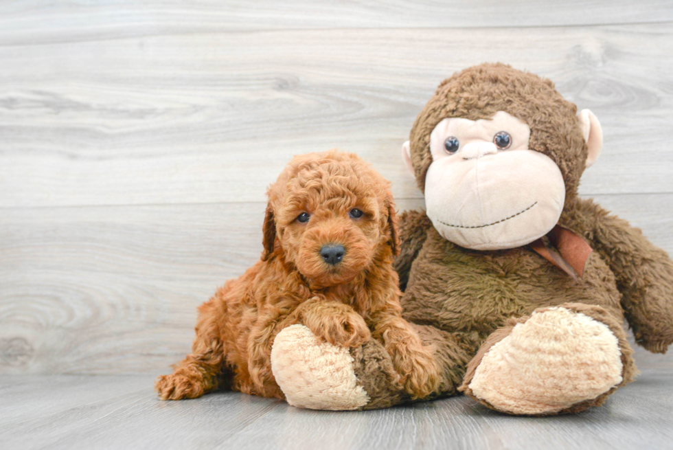 The Toy Goldendoodle: Your Complete Guide To The Miniature Marvel Of  Cuteness - PawSafe